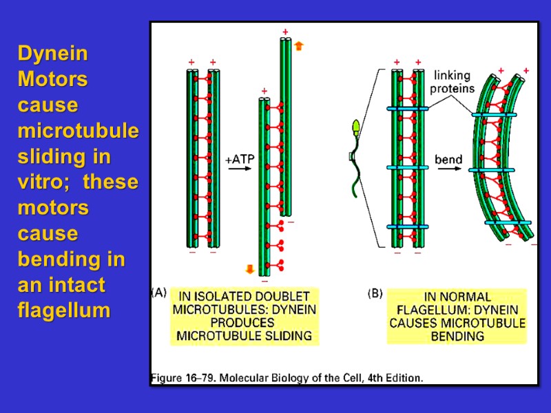 Dynein Motors  cause microtubule sliding in vitro;  these motors  cause bending